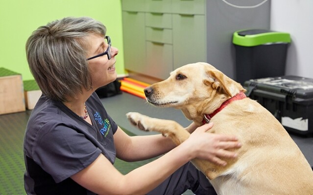 Pawfit - vet physio