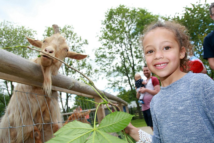 2. Neela Casey, 5 meets our Golden Guernsey goats at the zoo