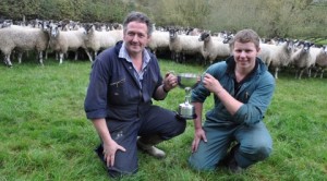 Reaseheath College sheep flock earn Cheshire Farms prize