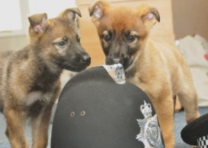 Cheshire Police welcome new puppy recruits