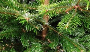 Nantwich Christmas tree shredding to raise Marie Curie funds