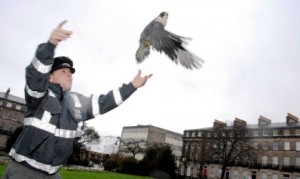 Rescued falcon nursed to health by Stapeley Grange in Nantwich
