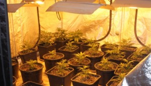 Nantwich burglary victim arrested for growing cannabis plants!