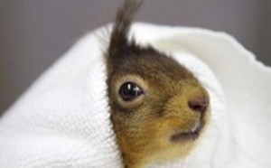 Nantwich RSPCA staff nurse injured red squirrel back to health