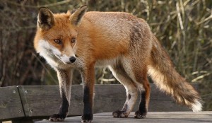 Stapeley Grange Wildlife Centre warning after mystery fox deaths