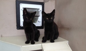 Kittens at RSPCA Stapeley Grange in Nantwich