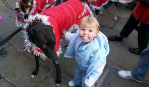 Greyhound Rescue Christmas Fair set for Nantwich Civic Hall