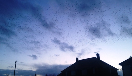 Starlings in Crewe and Nantwich (by Jonathan White)