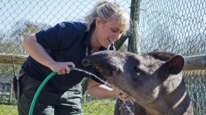 Reaseheath College zoo in Nantwich opens for World Tapir Day