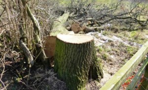 Cheshire East Cabinet member vows “action” over Stapeley oak tree felling