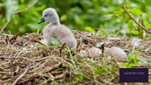 Picture special: Nantwich swans welcome new-born on Mill Island