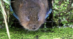 Student’s film tracks life of rare water voles on Nantwich canal