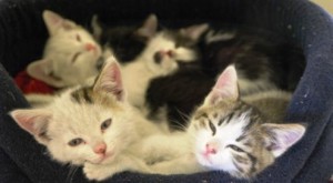 RSPCA in Nantwich issue desperate plea for cat homes