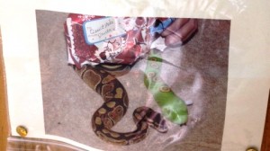 Nantwich family’s appeal to find missing Royal Python snake