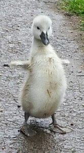 cygnet Ziggy on Nantwich Riverside