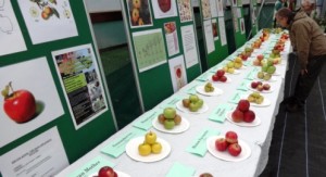 Hundreds of visitors enjoy Reaseheath Apple Festival in Nantwich