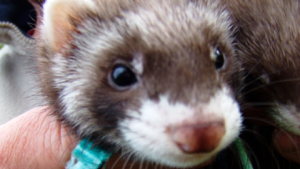 Thieves steal six ferrets in raid on family home in Nantwich