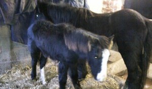 RSPCA appeal after two young ponies found dumped in Nantwich