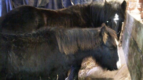Bert and Ernie dumped ponies (pic from RSPCA)