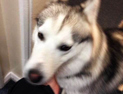 lost husky Diesel looked after by Nantwich Police