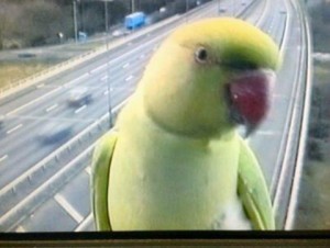 Parakeet stuns M6 camera staff at junction 16 for Nantwich