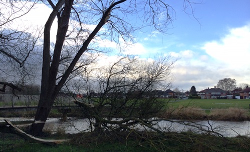 tree damage near Weaver in Nantwich