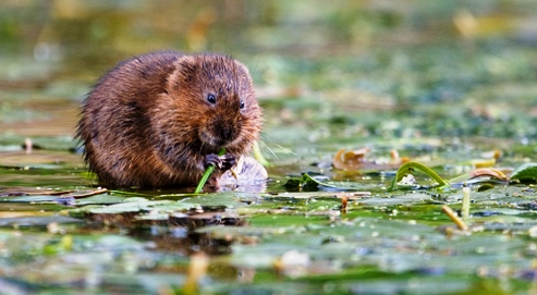 Water vole feeding (pic by Tom Marshall)