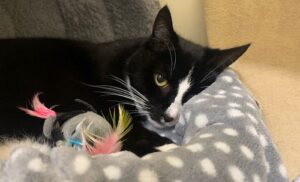 Two cats in Stapeley hoping for new homes this Christmas