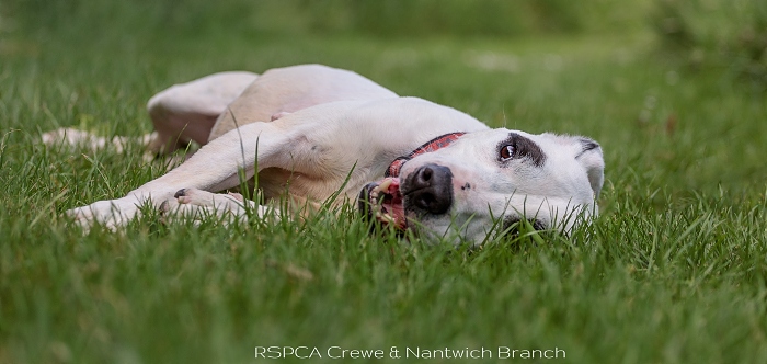 Alaska Staffie