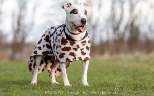 Lonely Staffie dog disguises as Dalmatian to find new home