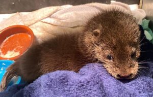 RSPCA Stapeley treat young orphaned otter cub found in bin