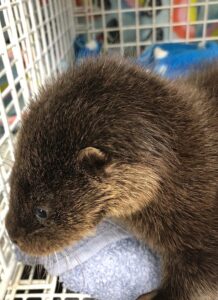 otter treated at RSPCA Stapeley Grange