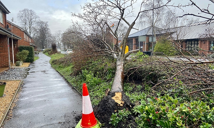 weather - tree blown down Storm Eunice Beam Street Nantwich - by Jonathan White