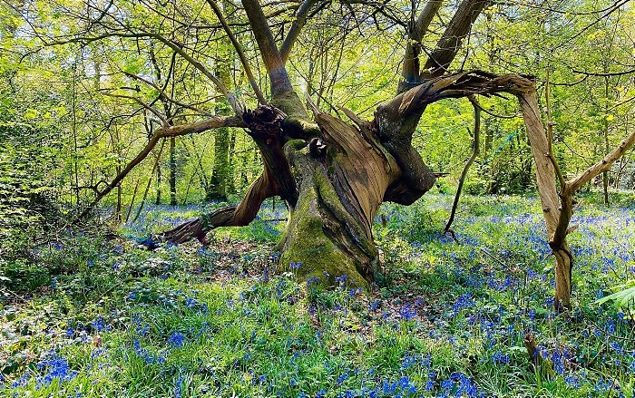 Bluebell Wood At Combermere Abbey