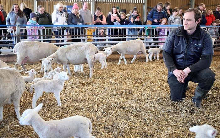 Shepherd Anthony Baggaley with sheep flock (1)