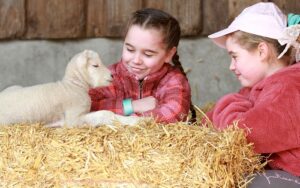Families flock to Reaseheath College lambing weekend in Nantwich