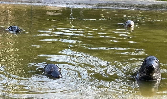 Seal pup - seals at Stapeley Grange RSPCA