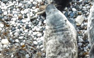Orphaned seal pup cared for at RSPCA Stapeley spotted in Wales
