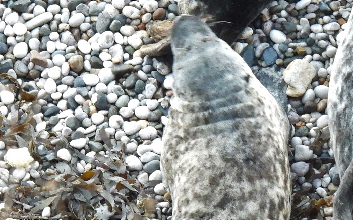 Tolgus the seal pup