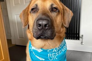 South Cheshire Woof Walkies to raise Cancer Research funds