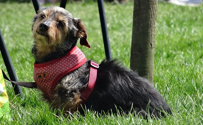 Dog at Marbury Merry Days (1)