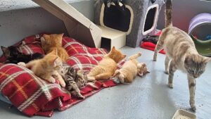 Seven up at Stapeley Grange cattery as kittens seek new homes