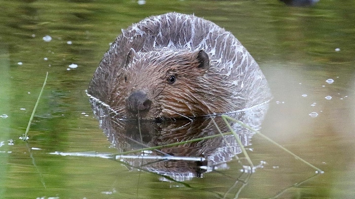 Male beaver 2 - credit Melanie Baker