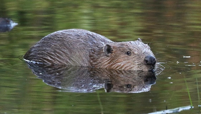 Male beaver - credit Melanie Baker