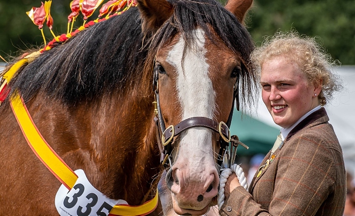 Shire horse displayed for judging (2) (1)