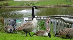 Warning as bird flu confirmed in Queens Park, says volunteer group