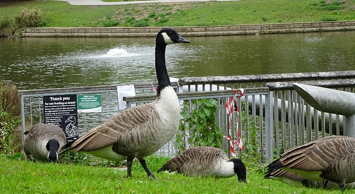 Canada goose in Queens Park (1) (1)