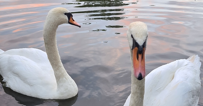 swans on weaver