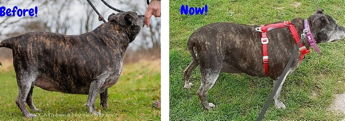 Before and after - Roxy the Staffie - weight loss