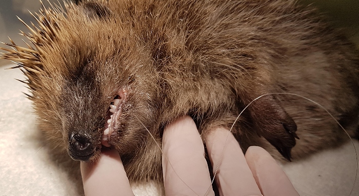 Hedgehog's death - RSPCA warning over fishing tackle